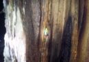 Oö: Baum brannte in einem Hohlraum