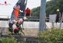 Oö: Schwan durch Feuerwehr aus Staukanal des Traun-Kraftwerks in Gunskirchen gerettet