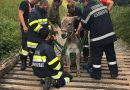 Stmk: Feuerwehr befreit Esel aus Weiderost