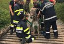 Stmk: Feuerwehr befreit Esel aus Weiderost