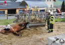 Oö: Feuerwehr rettet Pferd aus Futterbox