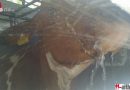 Ktn: Feuerwehr versorgt bei 32°C auf abgestellten Anhänger kollabierende Kühe mit Wasser