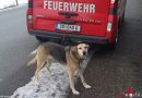 Oö: Feuerwehr in Andorf rettet geschwächten Hund