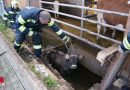 Oö: Kalb in Attnang-Puchheim aus Jaucheausbringschacht gerettet
