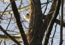 Bayern: Augsburger Höhenretter seilt Katze “Teddy” vom Baum ab