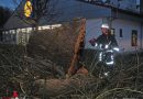 Bayern: Brennender, 200 Jahre alter Baum beschäftigt BF Augsburg zweimal in Folge