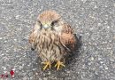 Bayern: Flugunfähiger Vogel am Flugplatz in Augsburg