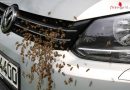 Bayern: Bienenschwarm im Motorraum eines Pkw