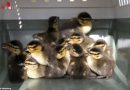 Bayern: 12 Jung-Enten in Augsburg in Straßengully abgetaucht