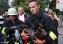 Bayern: Zwei Verletzte und verletzter Fw-Mann bei Wohnungsbrand: Hund von Feuerwehr erfolgreich wiederbelebt