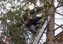 Nö: Badener Feuerwehr holt Katze auf luftiger Baumhöhe