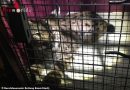 Schweiz: Basler Feuerwehr fängt streunenden Luchs ein