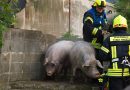 Deutschland: 120 Schweine bei Feuer in Bredeneek umgekommen