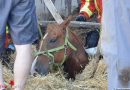 Deutschland: Feuerwehr befreit eingestürztes Pferd aus Mistgrube