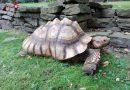 Deutschland: Feuerwehr Düsseldorf fängt 50 kg Riesenschildkröte ein