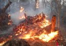 Schweiz: Feuerstelle sorgt für Waldbrand auf 50 x 100 Meter in Einsiedeln