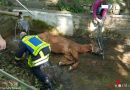 Deutschland: Pferd stürzt und verfängt sich in Maschendrahtzaun