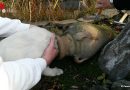 Deutschland: Schäferhundwelpe steckt im Tonkrug fest, Hammer und Meißel vor