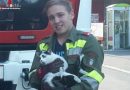 Stmk: Katze in Feldbach aus Dachrinne gerettet