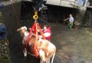 Nö: Tierrettung in Freiland → Kuh machte Tauchgänge