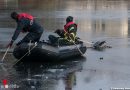 Deutschland: Feuerwehr Gelsenkirchen rettet verletzten Reiher aus vereistem See