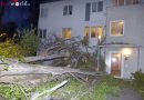 Stmk: Baum in Graz auf Kinderspielfläche gestürzt