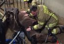Deutschland: Pferd mithilfe eines Radladers aus Notlage in Reitstall gerettet