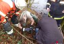 Deutschland: Kormoran verfängt sich in Angelsehne – Feuerwehr kann Vogel aus misslicher Lage befreien