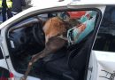 Deutschland: 250 kg Hirsch landet bei Unfall in Pkw-Fahrgastraum → Lenker eingeklemmt
