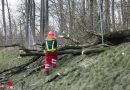 Oö: Sturmschadeneinsatz für die FF Hart: Umgestürzter Baum