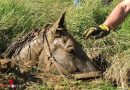 Deutschland: Pferd steckt bis zu den Schultern in schlammigen Erdloch – Tierrettung in Hennef