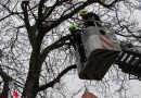 Nö: Feuerwehr Herzogenburg holt Katze mit Drehleiter vom Baum