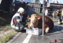 Oö: Tiertransporter-Unfall in Bad Ischl (Erstinfo)