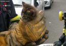 Deutschland: Kleine Katze springt in Iserlohn von einem Pkw in den anderen