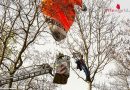 Nö: Fallschirmspringer in Krems von Baum gerettet (+Video)