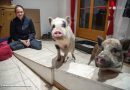 Oö: Minischweine konnten bei Brand in Kronstorf fliehen