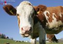Schweiz: Ausgerissene Kuh flieht in Umkleideraum eines Alterswohnheims: 2 Verletzte