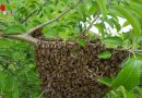 Oö: Feuerwehr Lacken siedelte Bienenscharm um