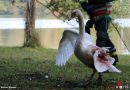 Nö: Tierrettung in Laxenburg → schwerverletzter Schwan am Schlossteich