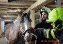 Stmk: Großtier-Rettungsübung Teil 2 bei der Feuerwehr in Leoben