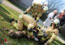 Oö: Brandstiftung bei der Ex-Freundin: Hund in Linz gerettet