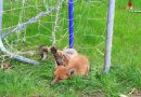 Nö: Kleiner Fuchs verheddert sich in Fußballtor