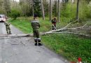 Bgld: Feuerwehr Mogersdorf entfernt umgestürzten Baum