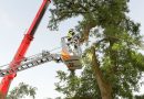 Bayern: Baum droht in München auf Haus zu fallen