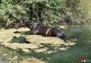 Bayern: Pferd reißt aus und landet in Wassergraben