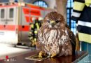 Bayern: Vogel mit Landeproblemen → Mäusebussard in München gerettet