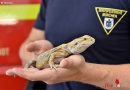 Bayern: Reptilieneinsatz für die Feuerwehr in München