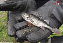 Deutschland: Fischrettung bei Mopedbergung samt Barschbehausung aus kleinem See