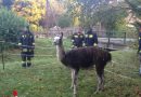 Nö: Auto kollidiert mit Wildschwein und Feuerwehr unterstützt Einfangen von zwei Lamas