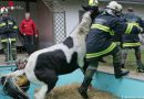 Stmk: Immer mehr Tierrettungen für Grazer Feuerwehr